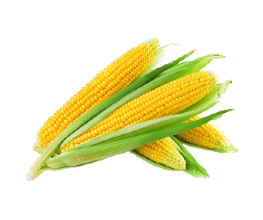 Jagung